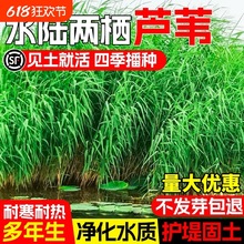 �JȔ�N�ӲݷN���ͺ��޸����у���ˮ�|�o�¹������_���Nֲ���Nˮ��