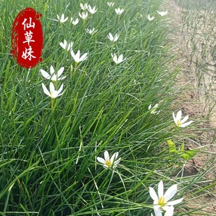 White-Flowered Onion Orchid Seedlings Wholesale Grass Flower Multi-Bud Onion Orchid Cup Seedlings Courtyard Flower Plants White-Flowered Onion Orchid Seedlings