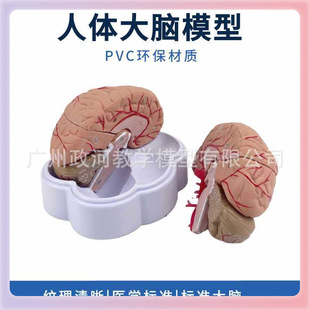 ✅ Human Brain Anatomy Model Brain Structure Model Brain Model Brain Artery Model Brain Blood Vessel Distribution Brain