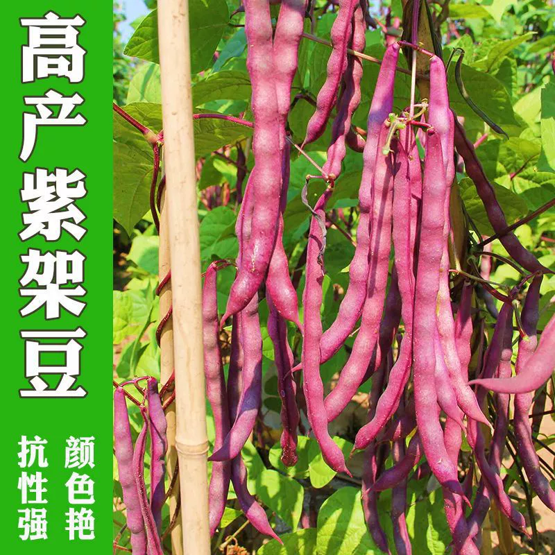 Семена фасоли фиолетово-красного цвета с красной кожурой, без ниток, высокоурожайные термостойкие семена фасоли для весны, лета и осени, подходят для использования на ферме и на балконе.