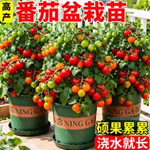 �������������̨�ļ�С�������}Ů�t�����t�����玧�����ҷ�����