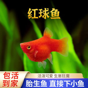 �t���~�t̫���tƤ�����~С���^�p�~̥���~�Ꭷ�~���ֺ��B�ͻ�