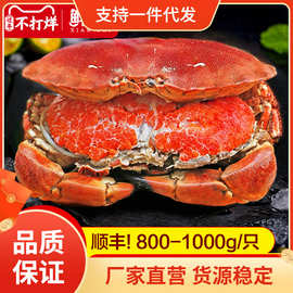 面包蟹母帝王蟹鲜活熟冻大螃蟹海蟹新鲜海鲜水产黄金蟹珍宝蟹