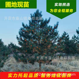 东北油松红皮松树苗黑皮油松北方针叶常青乔木辽宁风景造型松基地
