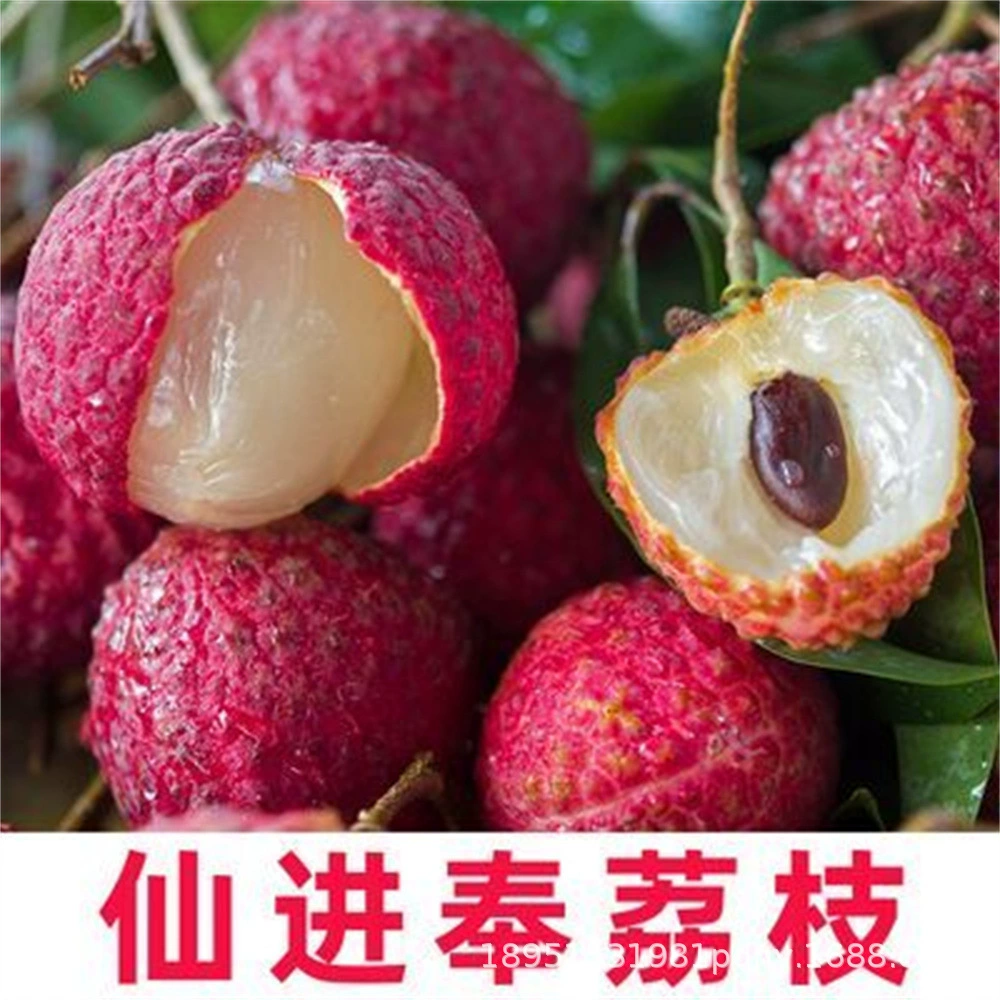 От 2 до 4 лет Рассада фруктов Личи Байцяо без ядер Личи Байцяо