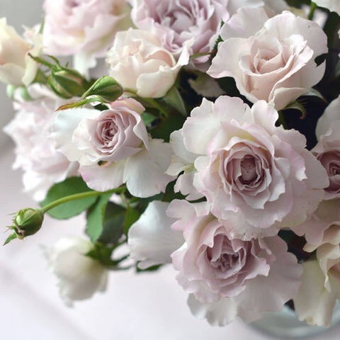 Saffy Angel Rose Flower Seedlings Hoshimoto Junko Saffy Angel Lilac Tea Аромат Балкон Двор Цветочные растения