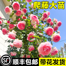 һ�����l1��8ĸϵ�����Nޱ���������ļ��_�������ٱ��¼�����ͥԺ