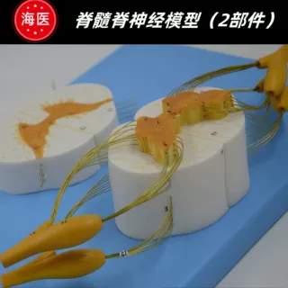 人体脊椎与脊神经分支放大模型 脊髓横切面 脊髓连脊神经模型