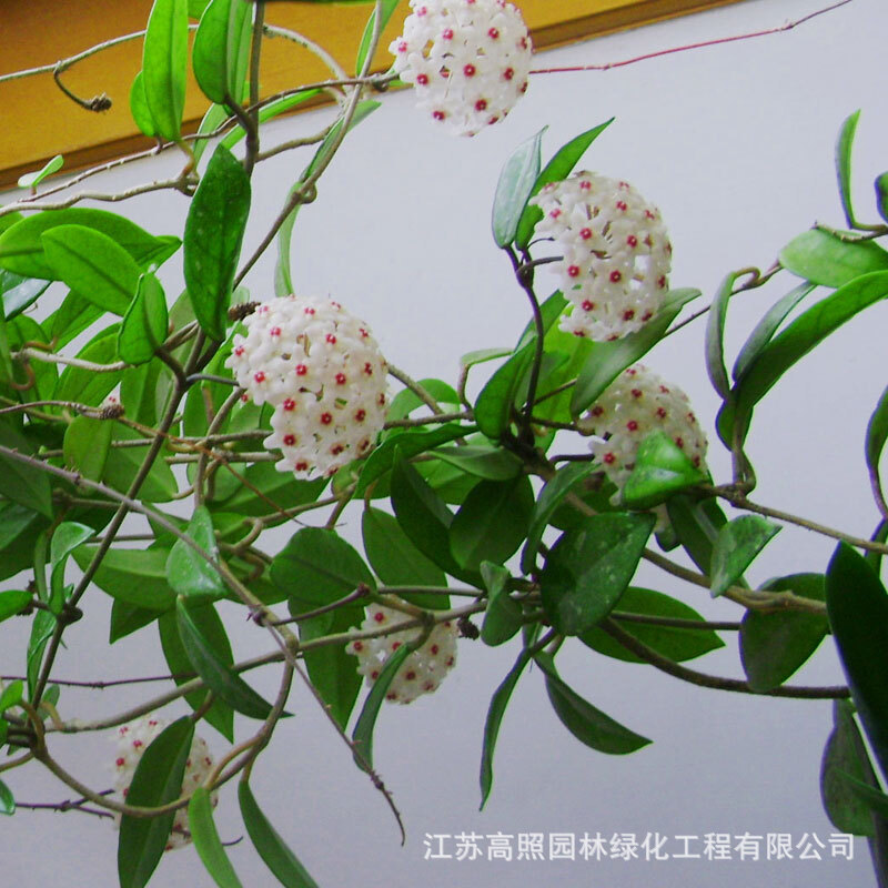 球兰盆栽垂吊植物阳台客厅爬藤绿植花卉吊兰花苗室内绿叶球兰-阿里巴巴