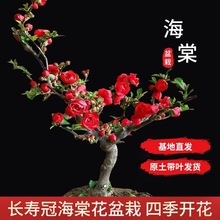 _ļL۹ںĻt÷Ϙ̨҃kһ