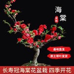 当年开花四季长寿冠海棠花苗树苗红梅老桩盆栽阳台室内办公室花卉