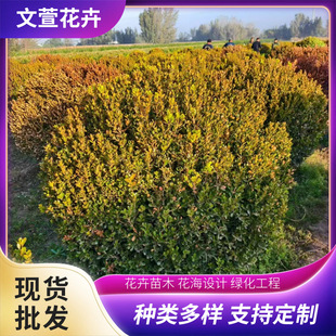 �G��������ľ�������l���~Ůؑ��������·�G����������~Ůؑ��