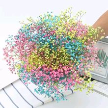 满天星鲜花干花云南基地直发家庭家用拍照家居摆设千万星梦诺