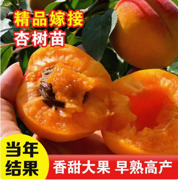 杏树活苗嫁接南北方种植特大凯特巨蜜王帝王甜杏当年结果杏子树苗