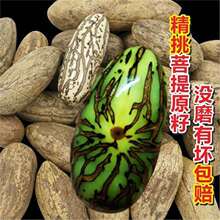 千眼菩提佛心果原籽原料千眼菩提佛心果彩果老果金包玉绿果木规格