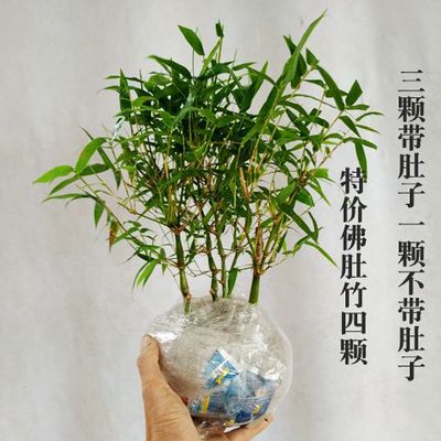 특별 제공 인기 4불배대나무