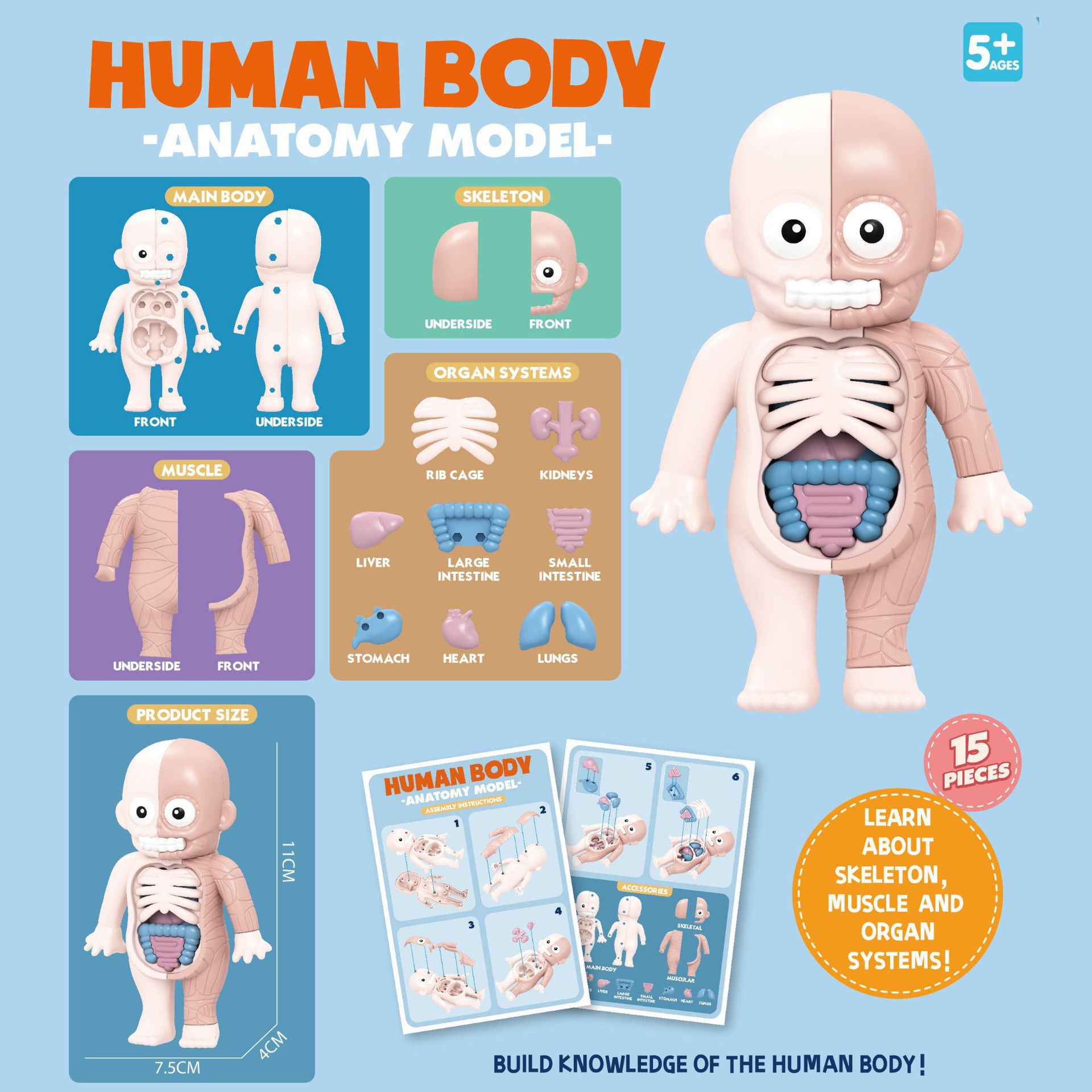 Juguetes de ciencia y educación transfronterizos maniquí articulaciones humanos niños juguetes de ciencia y educación juguetes cognitivos científicos al por mayor