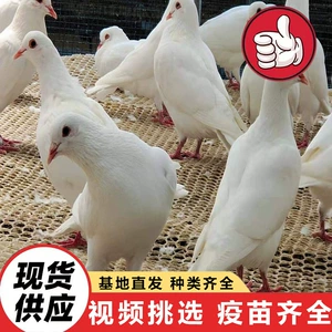 [美国落地王种鸽多少钱一只 景区投喂广场鸽半年的白羽王种鸽价格]