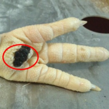 供应鸡爪加工处理设备 鸡爪黑茧去除机 鸡爪脱皮切割成套设备