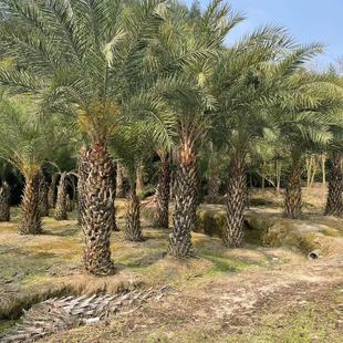Fujian Palm Tree Middle Eastern Sea Palm Street Tree Zhejiang Tropical Landscaping Tree Silver Sea Palm Quotation