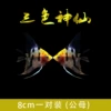 8cm tricolor fairy fish 1 pair