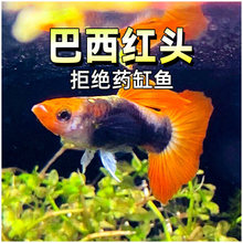 ��{�F���ȸ�~�t�^�������\���^��Ʒ����ĸ�~�R�aˮ�ݸןᎧ�~