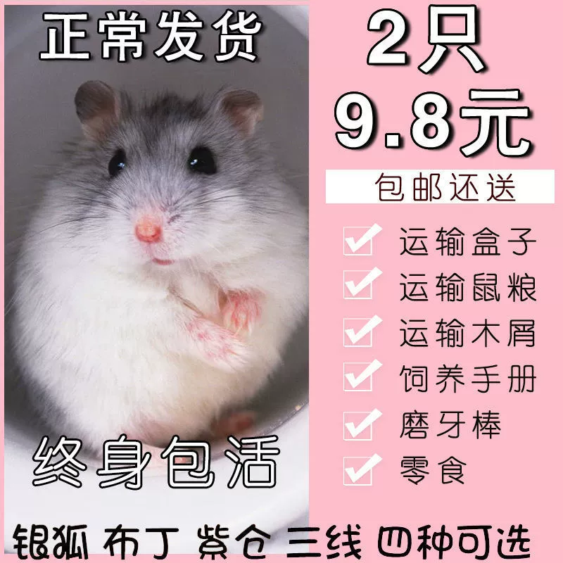 Доставка через SF Express: маленький хомяк, серебристая лиса, пудинг-хомяк, трехполосный золотой хомяк, домашнее животное, один щенок хомяка, одна пара хомяков.