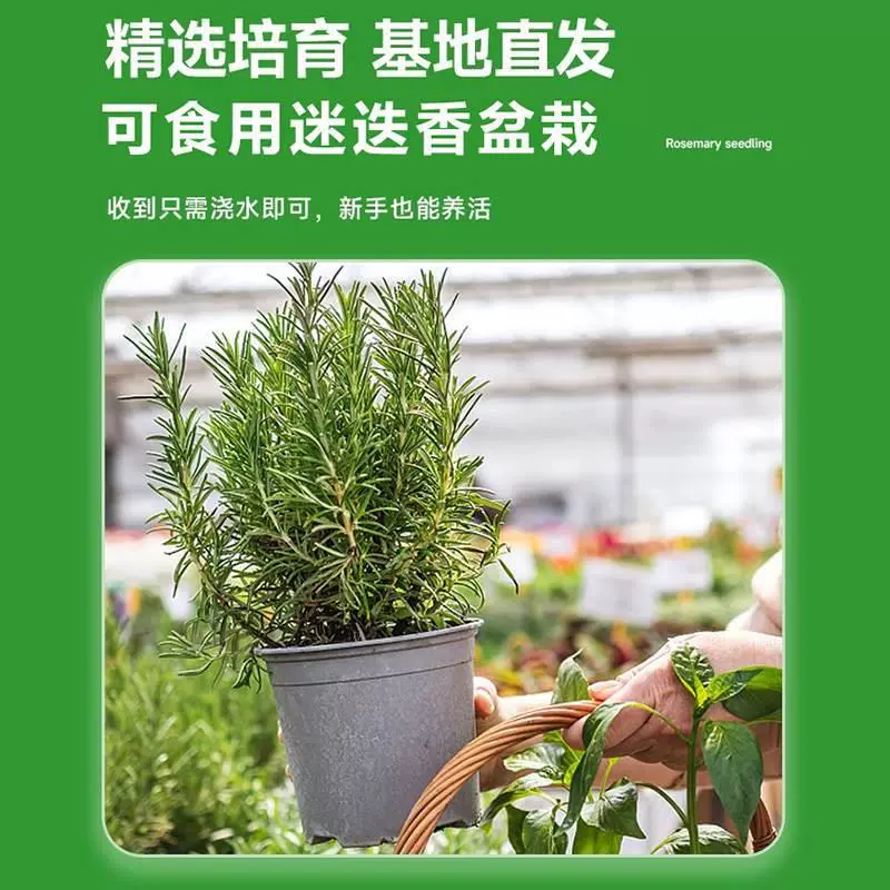 Розмарин в горшке, комнатное растение, отпугивающее комаров, рассада ванили и мяты, жареный стейк, украшение для выпечки, съедобные цветы и зеленые растения