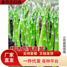 一件代发芦笋根苗带土芦芛种苗卢笋种植苗庭院种根种籽阳台盆栽绿