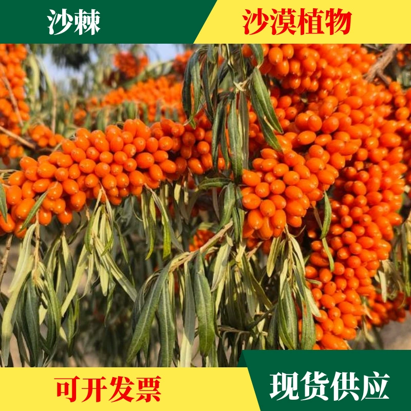 Оптовая продажа Семена Облепихи Семена Лесного Кустарника Ацезантате Облепихи Засухостойкие, устойчивые к песку, семена для ландшафтного дизайна