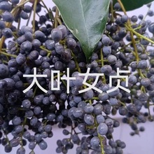 批发大叶女贞种子种籽四季多年生景观绿化行道树观叶观花种孑