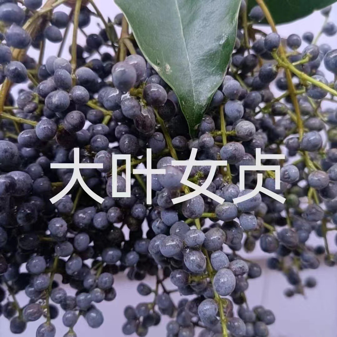 批发大叶女贞种子种籽四季多年生景观绿化行道树观叶观花种孑