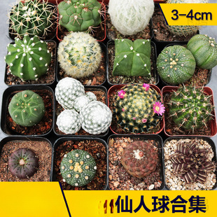 �����������ƺϼ� ��������ϵ�� ���B�����ֽM�϶�ë�� �ճ�