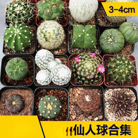 仙人球仙人掌合集 仙人柱根系好 易养活新手组合短毛丸 日出