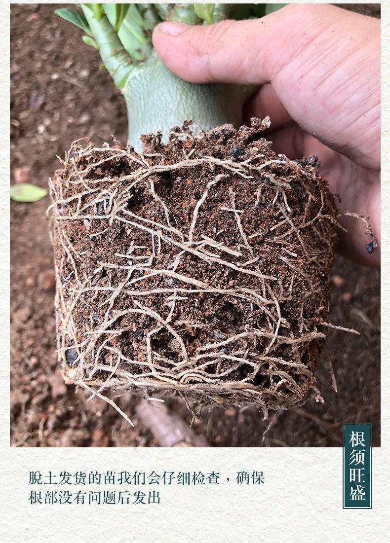 a84fb474-bc18-4e9c-a40a-fbb2dc940b63.jpe