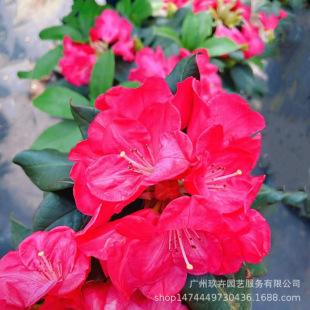 ��ɽ���N���GС��ľ�^�����Ի��h��Ƭ�GֲͥԺ�����������޼��辰