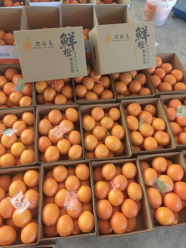 Ganzhou Orchard Jiangxi Gannan Navel Oranges, Thin-Skinned Oranges, Whole Box Wholesale Fruit, Juicy Fresh Fruit, Sweet Oranges, Easy to Peel, Super Sweet