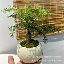 ����ɼ�辰���Ϙ�����ɼ���Կ͏d�k����������B�ļ�������Gֲ