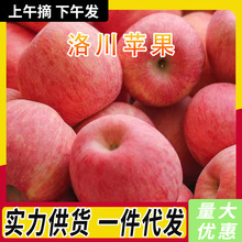 精选陕西正宗洛川苹果新鲜水果整箱应当季现摘脆甜红富士批发包邮