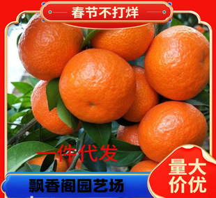Kumquat Seedlings, Crispy Tangerine Seedlings, Grafted Saplings, Small Kumquat Fruit Seedlings, Fruit Saplings, Potted Plants, Ground Planting, Courtyard Planting