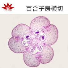 百合子房横切 生物教学玻片单片 植物类生物切片套装