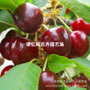 ��̨��Ʒ�N�����������ش���Ҙ��������Ϸ������NֲƷ�N����Y��