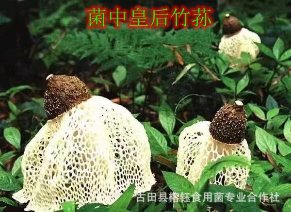 d32f0a26cfe3f3c0eb729dcf993383