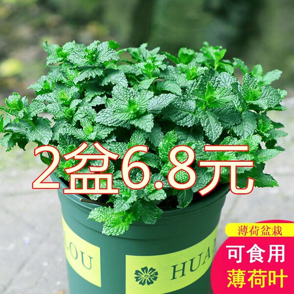Lemon mint potted edible rosemary mint leaf seedlings drive mosquito…