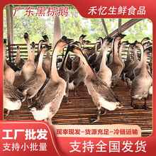 ���h�����Z���l���r�R�����Z�����Z�F�׬F�l�Bֳ�����Zֱ�N���D��