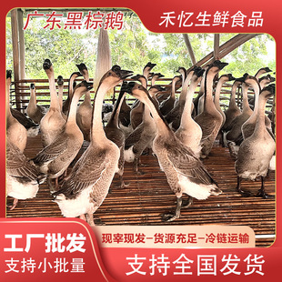 ���h�����Z���l���r�R�����Z�����Z�F�׬F�l�Bֳ�����Zֱ�N���D��