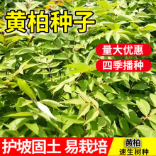 黄柏种子药材黄檗圆柏檗木黄菠萝籽川黄柏种子园林绿化林木树种子