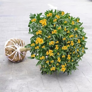 �޽ӹ𻨘����辰�ļ��𻨻����԰��¹������_�����㵤��ͥԺ