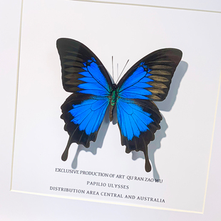 Paradise Phoenix Butterfly Specimen Blue Original Butterfly Finished Product Display Frame Gift Ornaments Gift Boxes Rare and Valued Insects