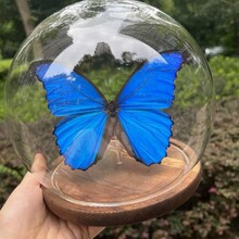 蝴蝶标本塔安玻璃罩情人节礼物家居真生日礼品水晶球2024新款摆饰